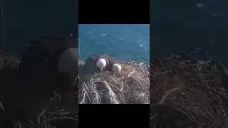 Two Harbors Bald Eagles ~ Chase & Cholyn's nest is destroyed ~ 3/3/2025 /explore.org #baldeagles