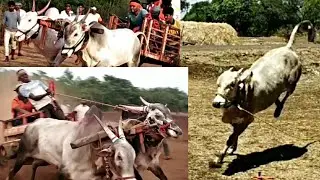 Memories of Bullock cart Race