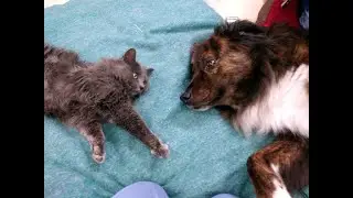 2023 🎉🎈🎇Four Paws Acupuncture News 🐾🐾 🐕&zwj;🦺 🐱&zwj;👤We are back! 🎉🎈🎇