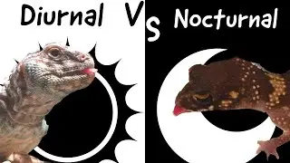 Diurnal VS Nocturnal