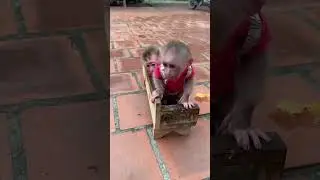 The baby monkey sitting on the chair with his brother is so cute.