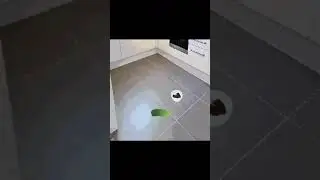 Thicc Cat Meme