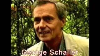 Characters and distribution of anthropoid apes (Physical anthropology)