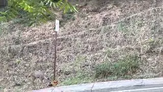 Deer licking teddy bear on Piedmont