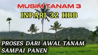 Proses Tanam Padi Varietas INPARI 32 HDB Dari Awal Tanam Sampai Panen
