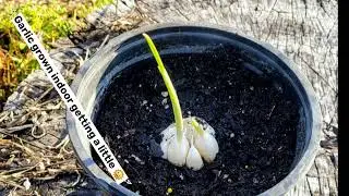 JUST A LITTLE GARLIC GROWN INSIDE