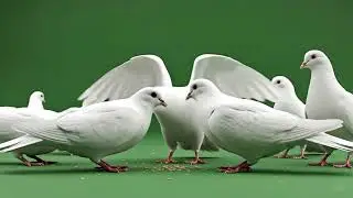 White Dove Green Screen | Green Screen White Dove | Free Chroma Key Footage | No Copyright 