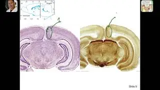 Supplementary Rat Neuroanatomy VT  lab 3 external and internal cranial nerves