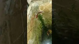 #shrimp #shrimpbreeding #redcherryshrimp #fish #aquarium #freshwaterfish #akash#fishfarming #shorts