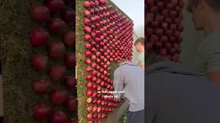 Apple Wall Photo Op - DIY Backdrop for Photography #photography #diybackdrop #applecraft