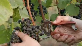 Ken Wright Grape Harvest - making wine