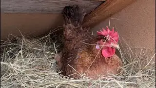 † Hens-VLOGS :1216⚰️🐔😭