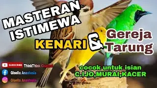 Masteran Jernih Suara Kenari & Gereja Tarung,Full Terapi Air Mengalir Cocok Untuk C.Ijo,Kacer&Murai
