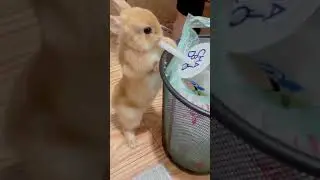 🐰Funny Baby Bunny Rabbit- U can't drink this....🤣🤣🤣 #shorts
