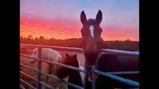 The Story of Rise Up Equestrians