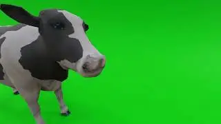 White Cow Green Screen video Full HD - FREE Download #greenscreen #cow #greeenscreenvideo