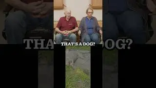 Реакция доктора Пола &ndash; Самая грязная собака на Земле! 🐶💩😂 #drpol