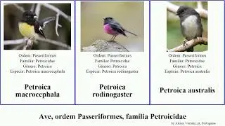 Ave, ordem Passeriformes, fam&iacute;lia Petroicidae petroica microeca poecilodryas bird australis rubra