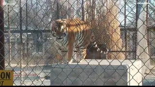Tiger from infamous park in Netflix documentary moved to Missouri