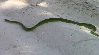 Giant Greensnake