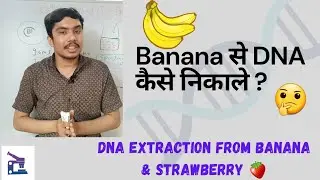 DNA extraction from banana| Banana से DNA कैसे निकाले? Extraction of DNA from Strawberry at home