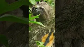 Sloth Chillin' in the Amazon Rainforest  #wildlife #amazonrainforest #amazonwildlife