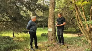 Pinul de Gibraltar (Pinus pinaster)