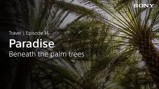 Why We Shoot - Travel - #14:  Paradise Beneath The Palm Trees
