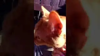 my cat harris