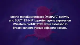 Dialyl-Sulfide and Trans-Chalcone Prevent Breast Cancer by Targeting SULT1E1 and HIF1a-MMPs