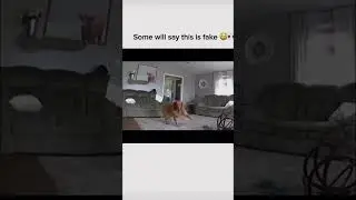 use this sound #dog #meme #memes #funny #shorts #youtubeshorts #yt #fyp #scary