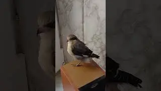 Чернолобый сорокопут Пудик в юношеском оперении.(Lesser grey shraike, Lanius minor).