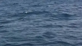 Brilliant Whale Breaching King George Sound Albany Western Australia