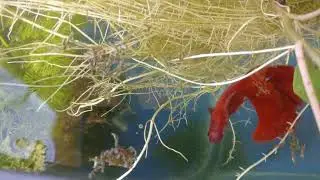 Sweet potato betta tank(fighter fish eating dry blood worms)