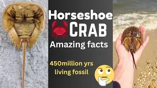 horseshoe crab facts#horseshoecrab #animals #animalfacts #marinelife #floridalife