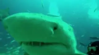 Shark diving Florida