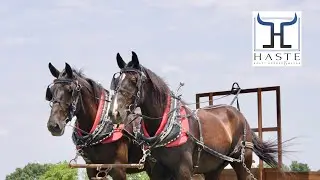 Percheron mare Draft team ( Arabella & Athena ) MUST SEE for sale call 606-303-5669 for more info‼️