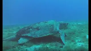 Cozumel Diving: Very Old Sea Turtle (200+)