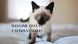 Pawsitive Vibes Only! 🐾😻 Cat Moves That Make Their Owners Instantly Happier...