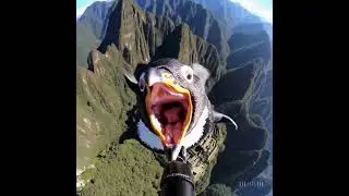 A surreal POV selfie shot taken with a GoPro Hero 12, capturing a penguin in freefall
