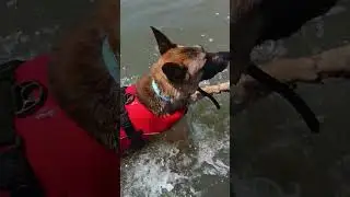 German Shepherd Swimming | Life With a German Shepherd Dog