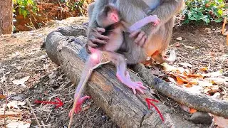 Small Baby Monkey Slides Down a Tree Root and Calls for Mama ROSITA 🐒 A Tender Moment.
