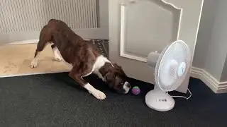 Big Bad Boxer is Scared of a Fan || ViralHog