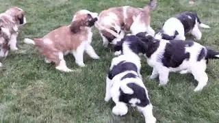 Marty Miller's Saint Berdoodle Puppies
