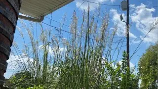 Pompass grass
