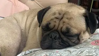 Pug dog snoring sounds!!❤️😍#funny #pug #sleep #snoring