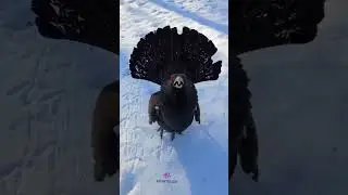 What a bird||#avianfriends#viral_shorts#avian#capercaillie#avianlovers