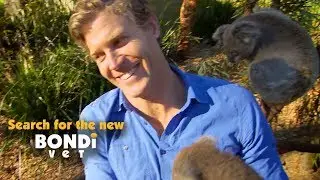 Search for the New Bondi Vet - Promo 2