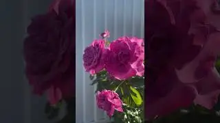 Purple Rose #australia #relax #nature #garden #flowers #rose #beauty #short #shorts