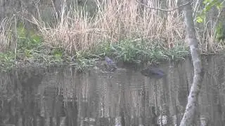 Alligator Mating Call